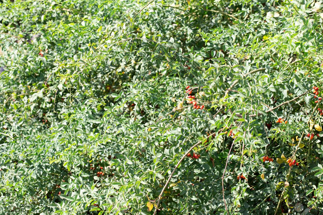 犬ローズ 赤房枝ローズ ヒップ 異なる種類ロサ カニナ腰美しい緑の自然ボケ ライトで庭で の写真素材 画像素材 Image