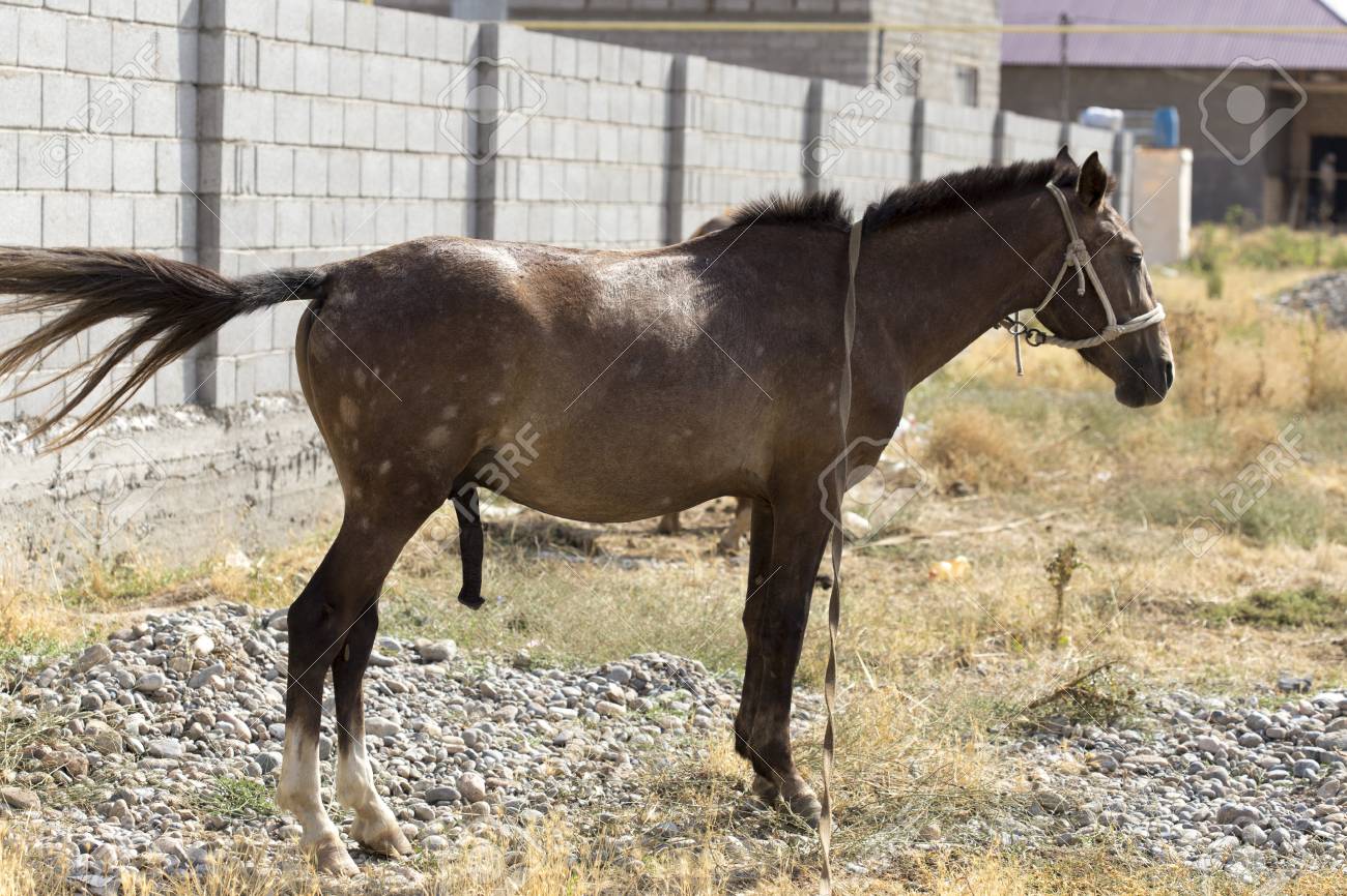 вагина лошади 