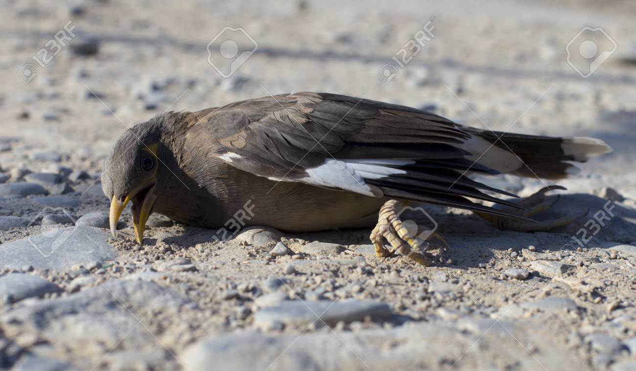 Oiseau Blesse Sur Le Sol Banque D Images Et Photos Libres De Droits Image 87726810