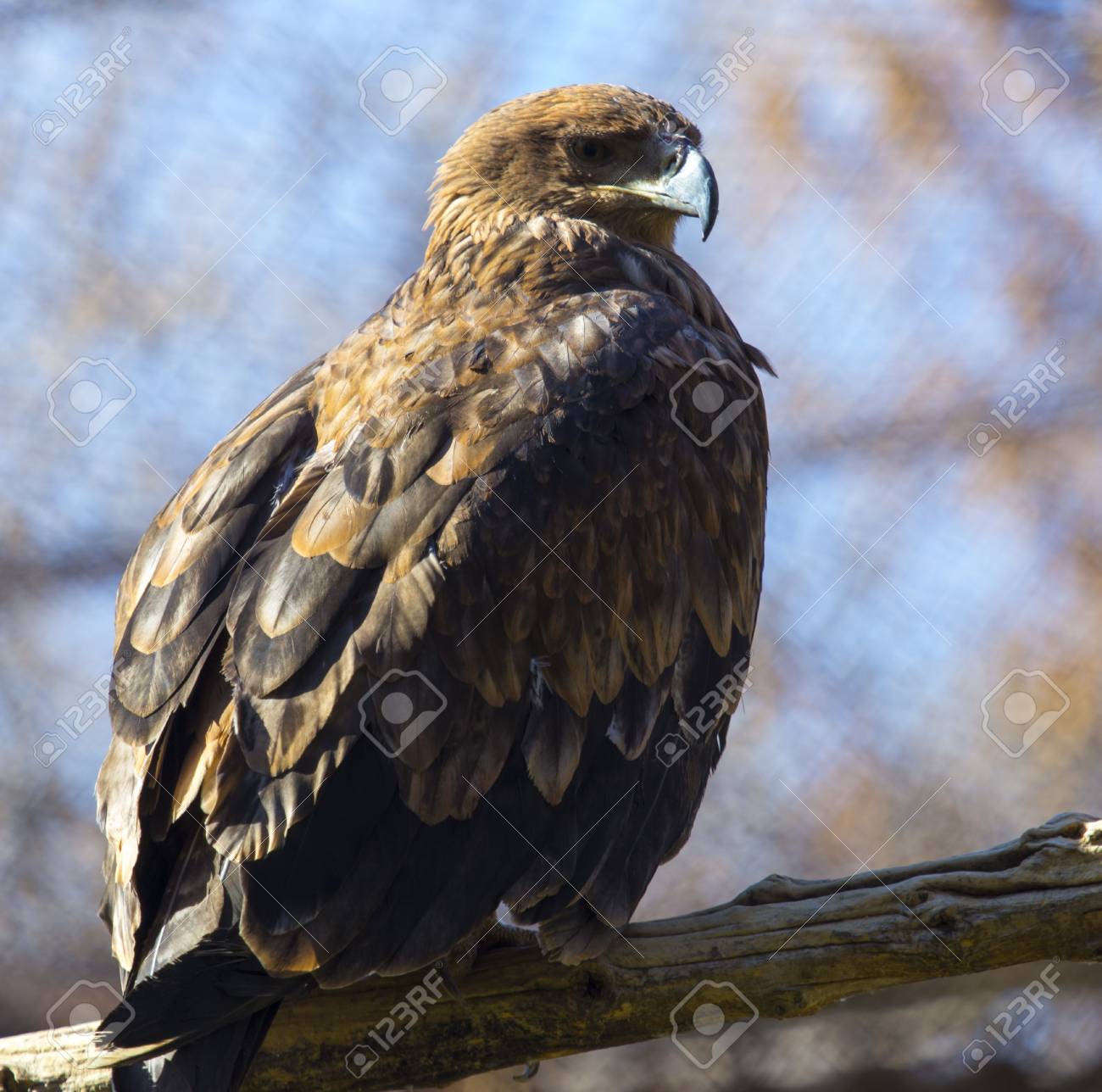 The Golden Eagle In The Zoo