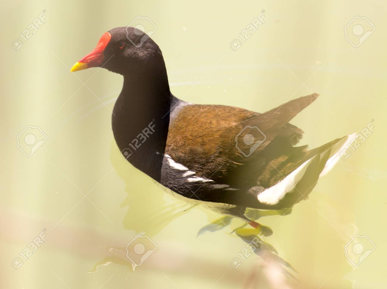 etiam-dictum-ipsum-a-felis