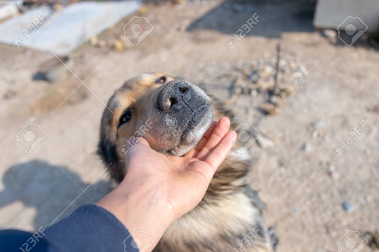 etiam-dictum-ipsum-a-felis