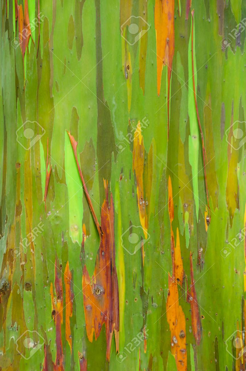 rainbow eucalyptus tree bark on the road to hana maui hawaii