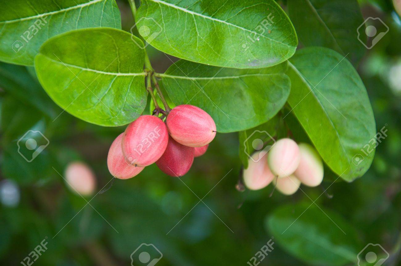 深紅色の果物やカリッサ Carandas L が木の上 の写真素材 画像素材 Image