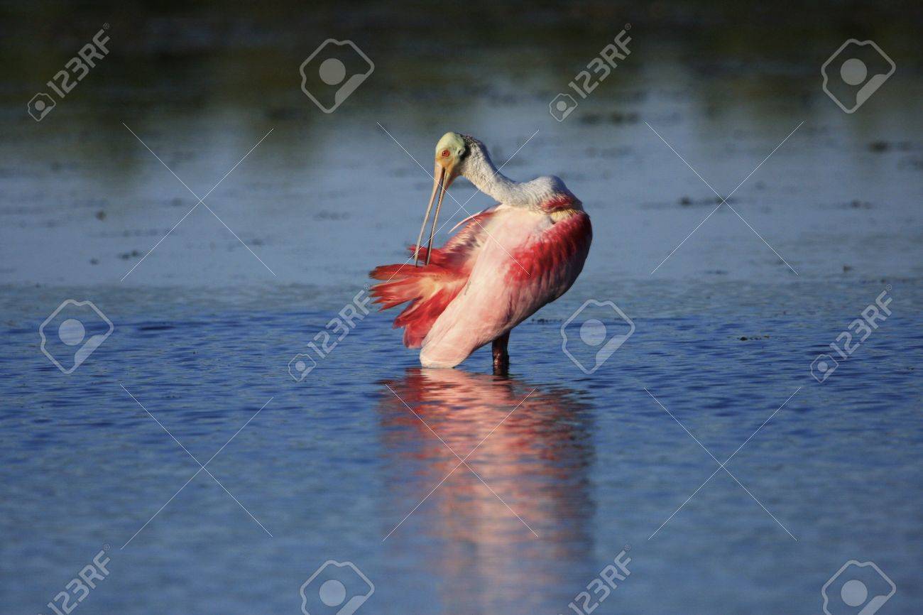 ベニヘラサギ Platalea Ajaja の写真素材 画像素材 Image