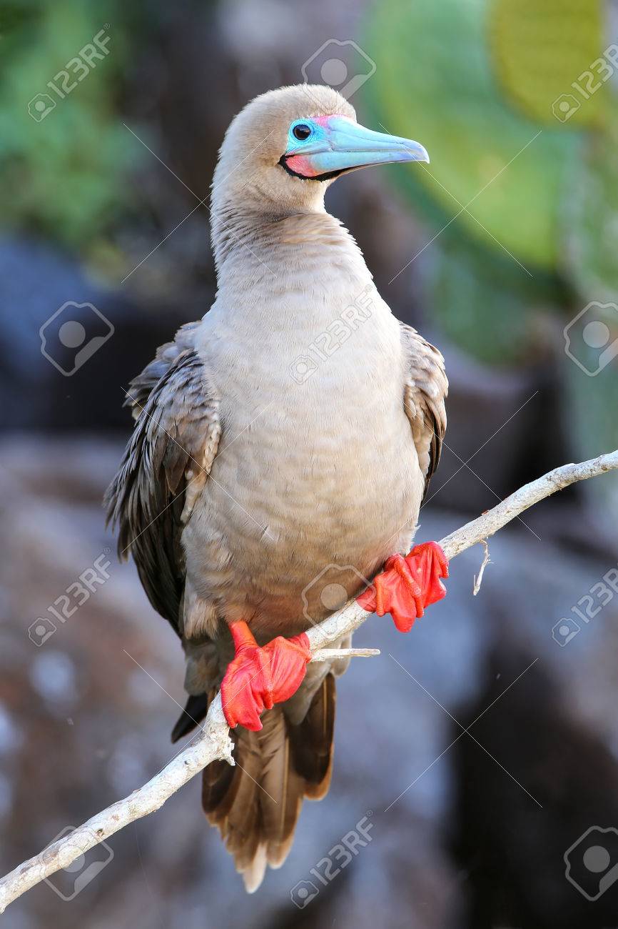 アカアシカツオドリです 小笠原探鳥記（1）～夜明けのアカアシカツオドリ | Tori Note