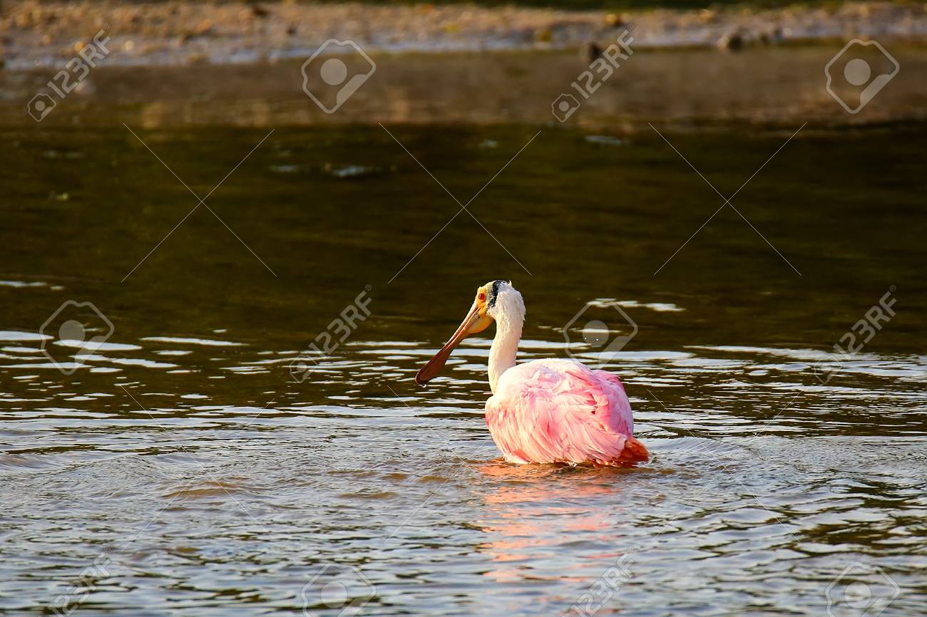 ベニヘラサギ Platalea Ajaja 水で入浴 로열티 무료 사진 그림 이미지 그리고 스톡포토그래피 Image