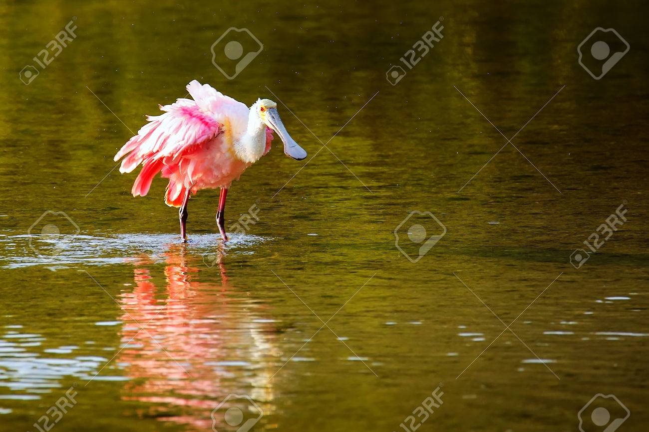 ベニヘラサギ Platalea Ajaja 水で水遊び の写真素材 画像素材 Image