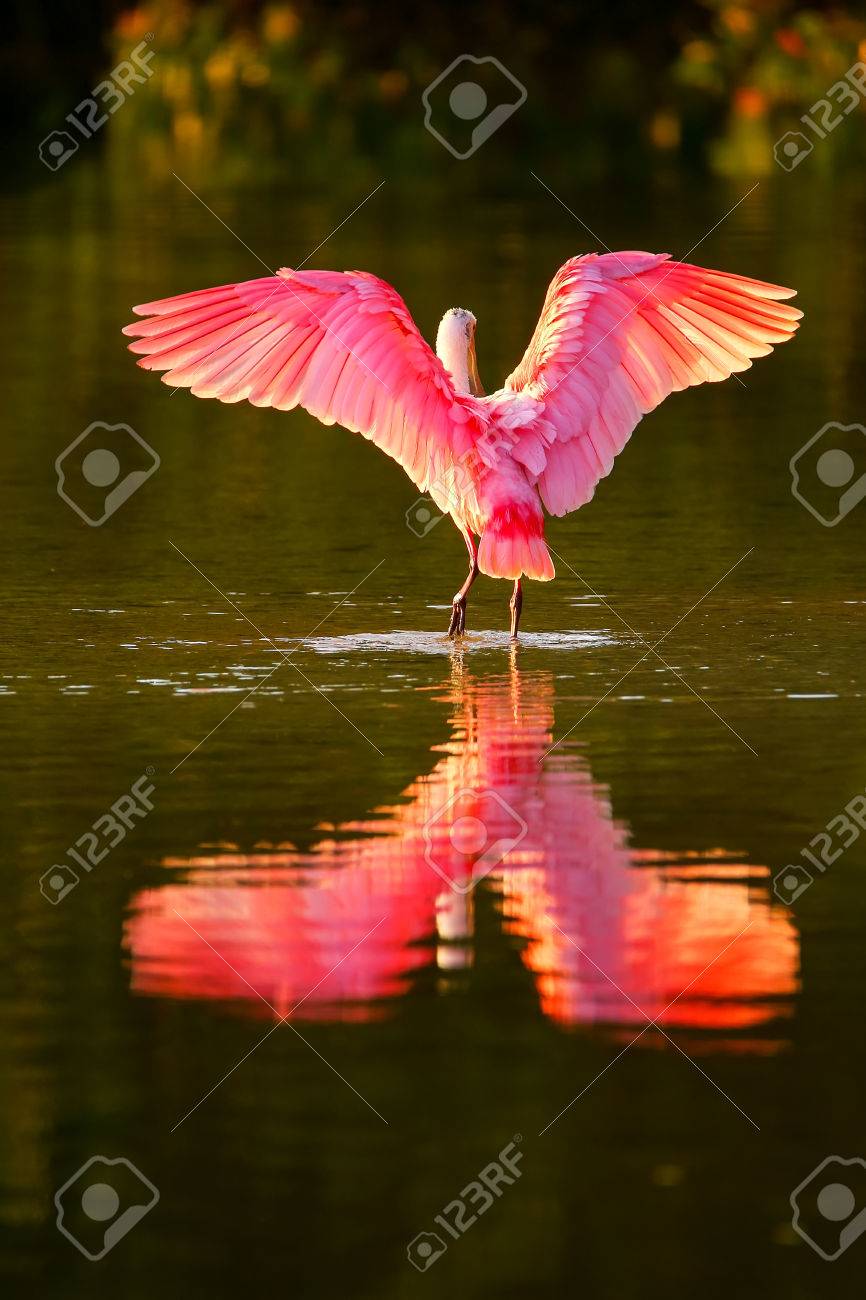 ベニヘラサギ Platalea Ajaja 翼を広げ の写真素材 画像素材 Image