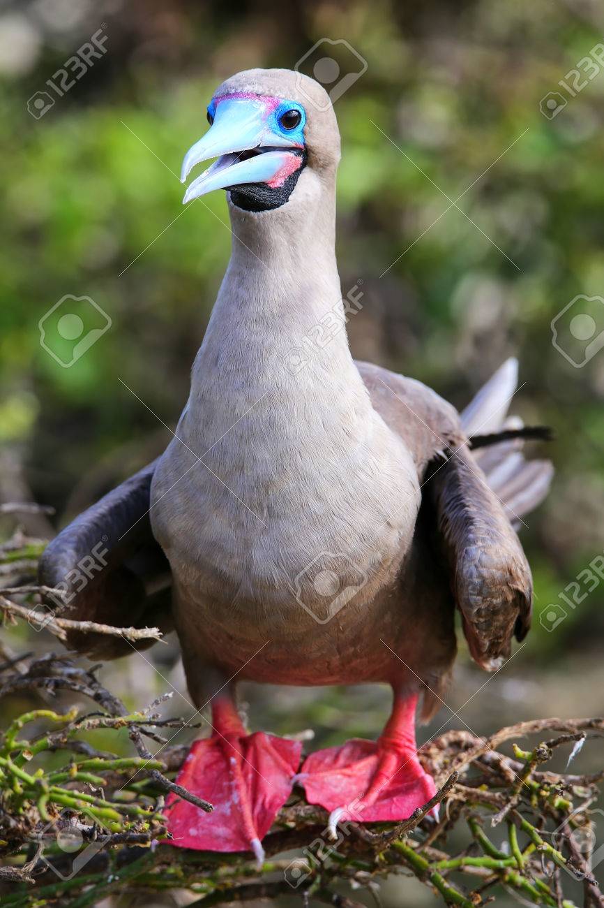 アカアシカツオドリ (Sula Sula) ヘノベサ島、エクアドル