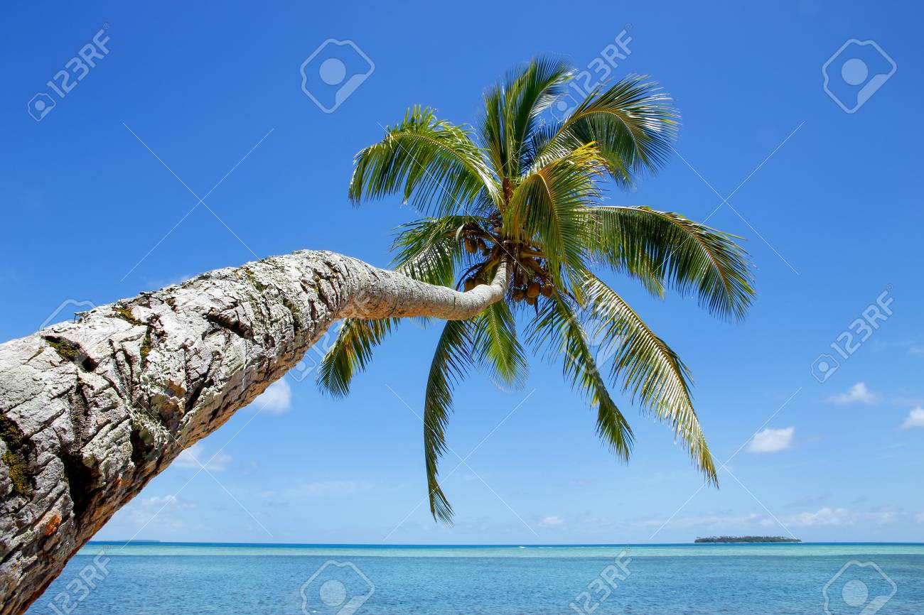 leaning palm tree at makaha a island near tongatapu island in