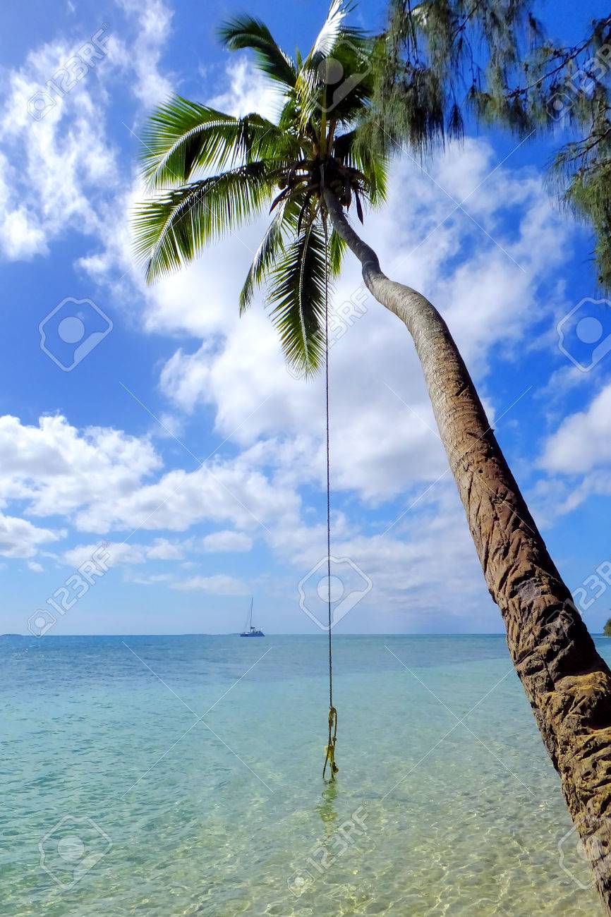 leaning palm tree with rope swing at pangaimotu island near