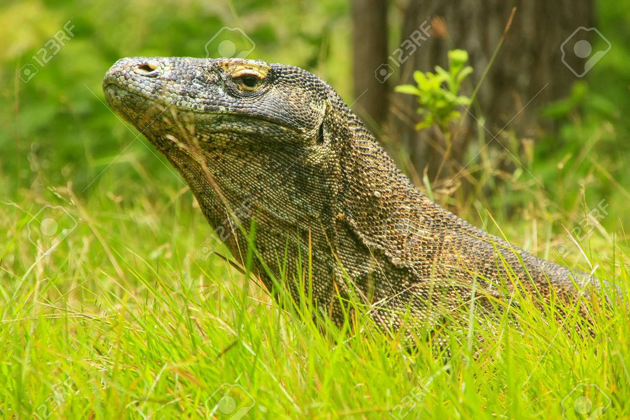 Rinca 島 ヌサ トゥンガラ州 インドネシアのコモド国立公園の芝生で横になっているコモドドラゴンの肖像画 それはトカゲの最大の生きている種です の写真素材 画像素材 Image