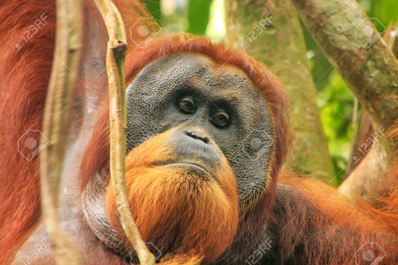 Portrait Of Male Sumatran Orangutan Pongo Abelii In Gunung Portrait Of Male Sumatran Orangutan Pongo Abelii In Gunung