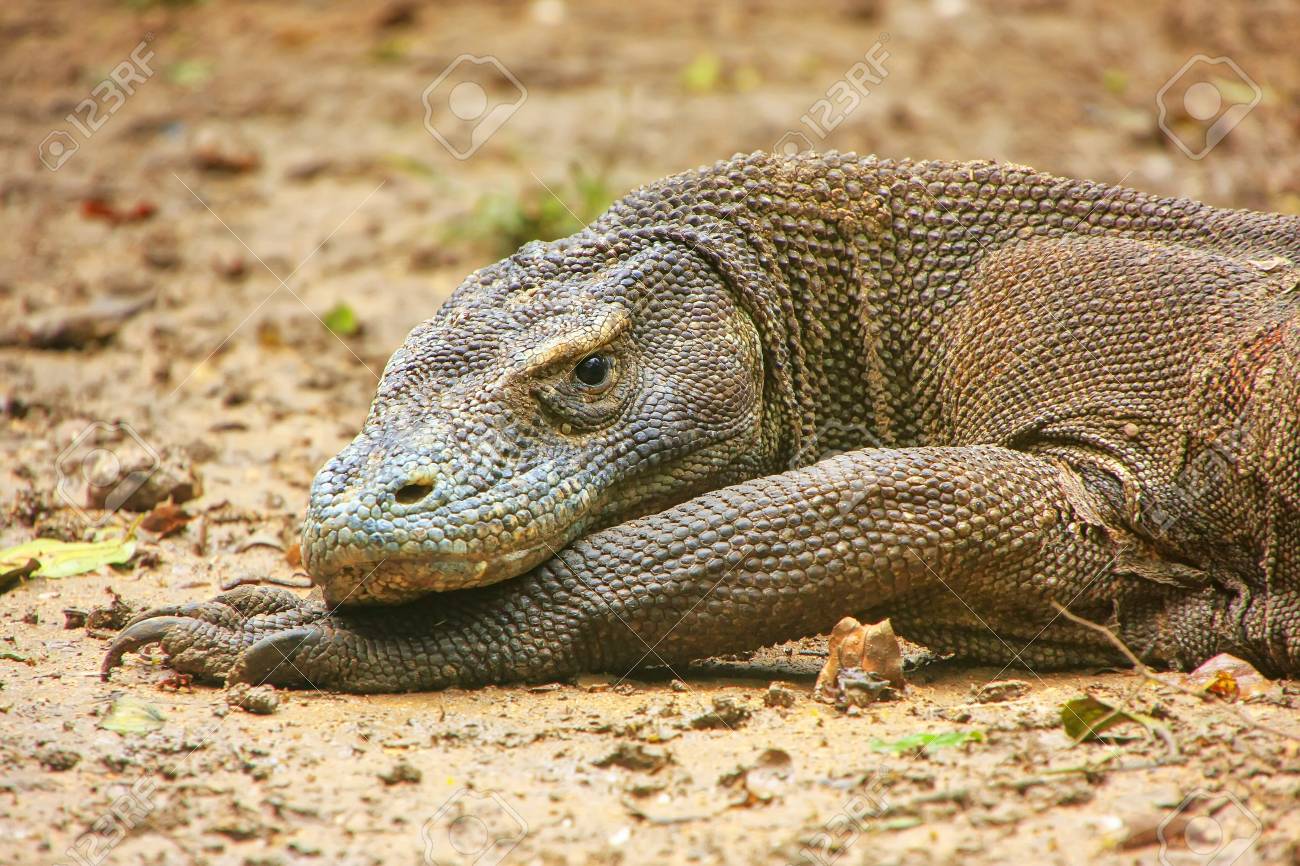 インドネシア ヌサ トゥンガラ国立公園のリンカ島で休むコモドドラゴンの肖像 それはトカゲの最大の生きている種です の写真素材 画像素材 Image