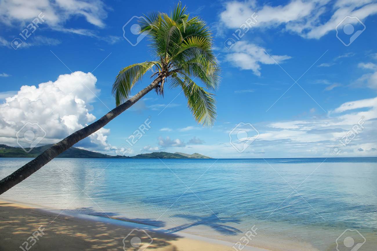 leaning palm tree at the beach on nananu i ra island fiji tourism