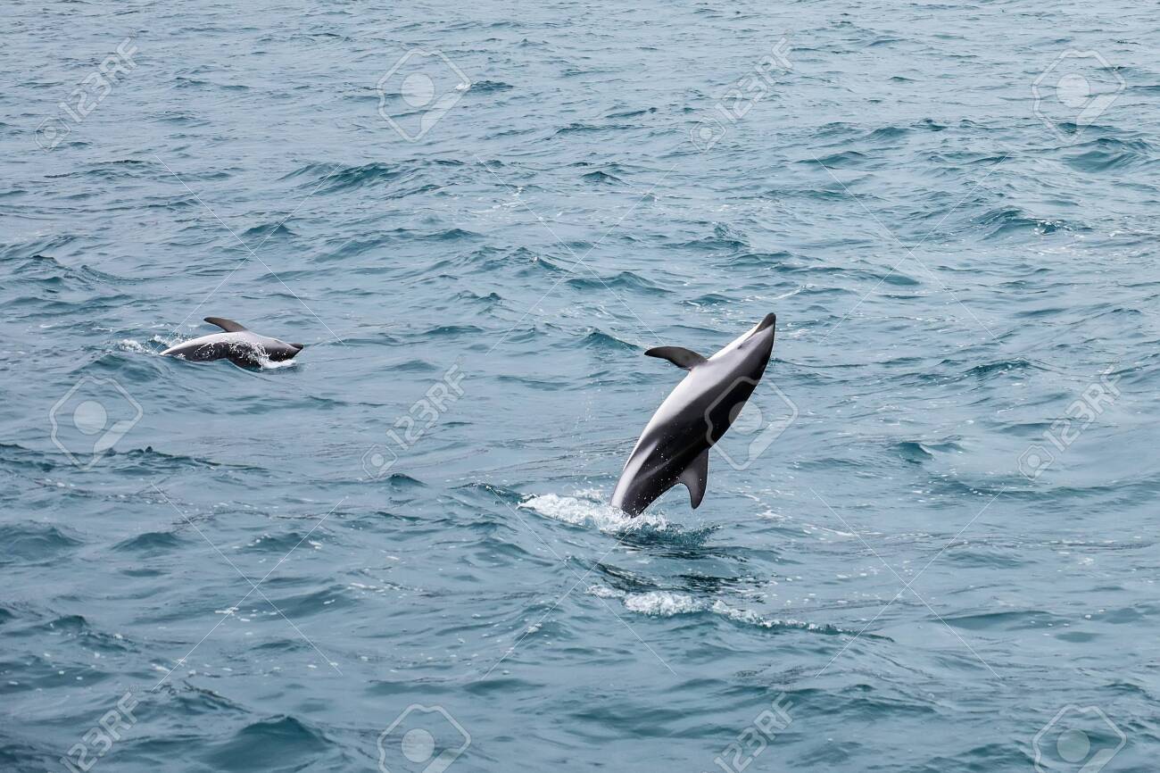 Dusky Dolphins Swimming Off The Coast Of Kaikoura New Zealand