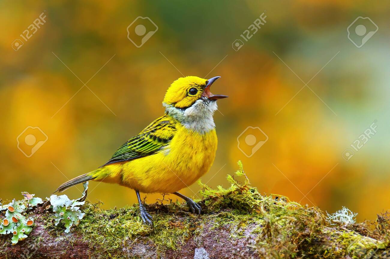 Silver-throated Tanager (Tangara Icterocephala) Sitting On A Branch, Costa Rica Stock Photo, Picture and Royalty Free Image. Image 145448041.
