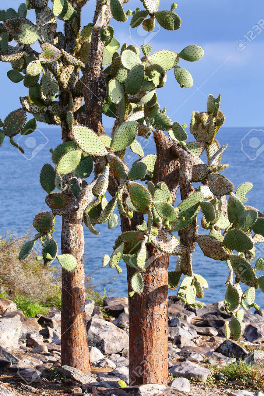 ガラパゴス団扇サボテン 【公式通販】