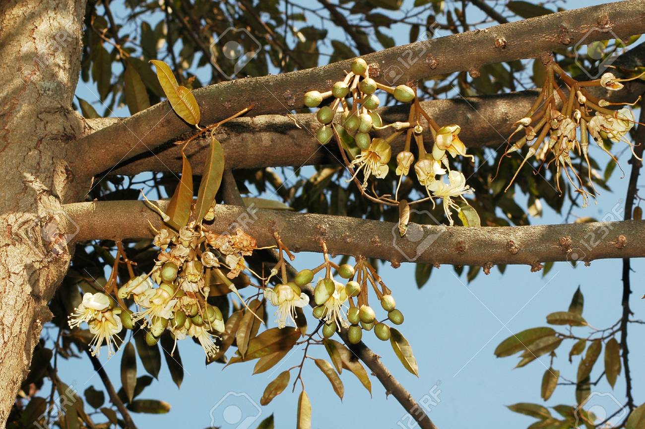 ツリーのドリアンの花 の写真素材 画像素材 Image