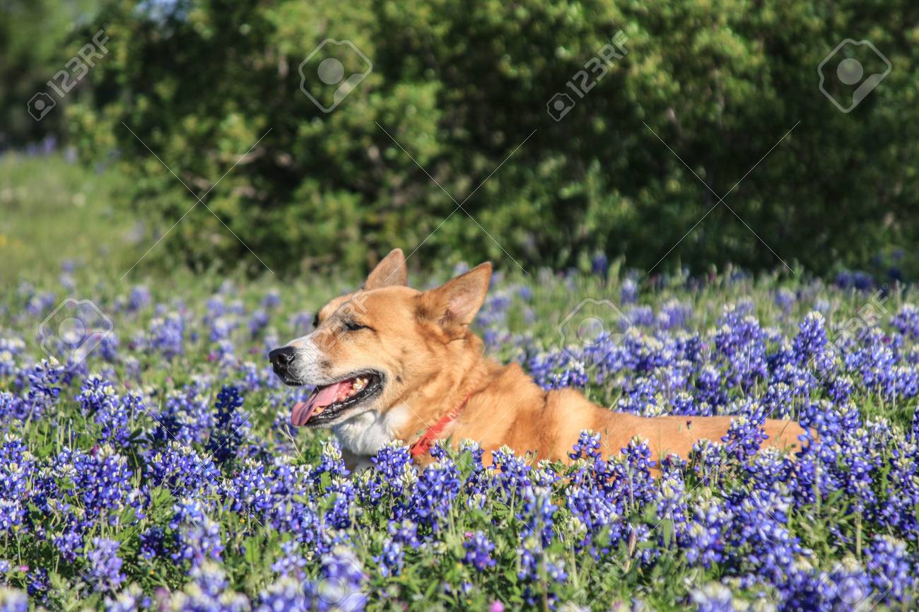 bluebonnet yorkshire terrier rescue