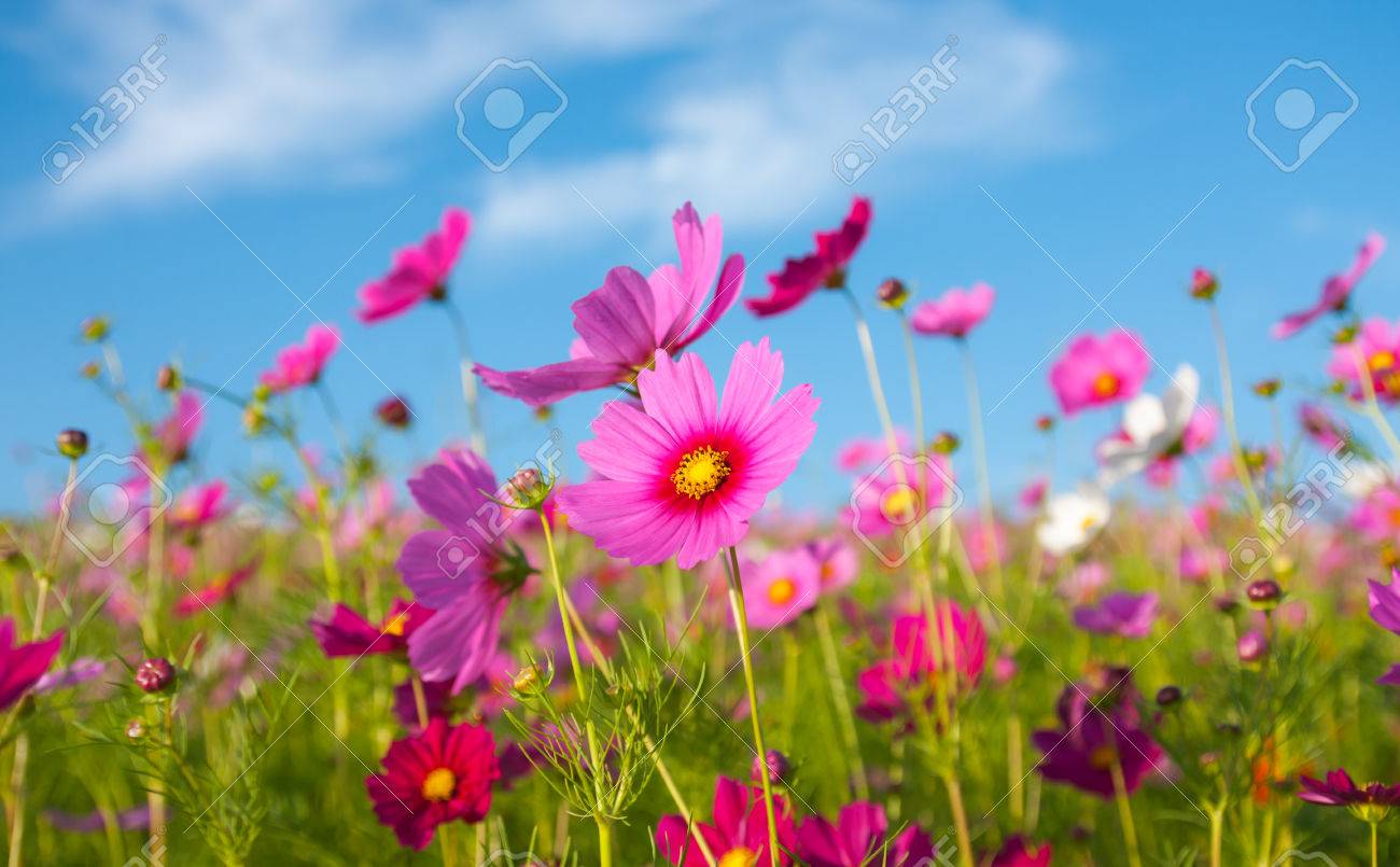 A pink cosmos flowers in flowers field and blue sky