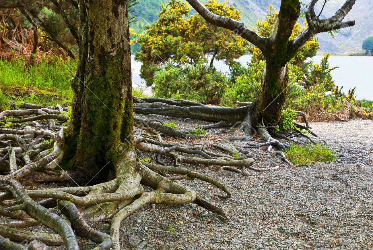 Tree In The Forest Killarney National Park County Kerry Republic