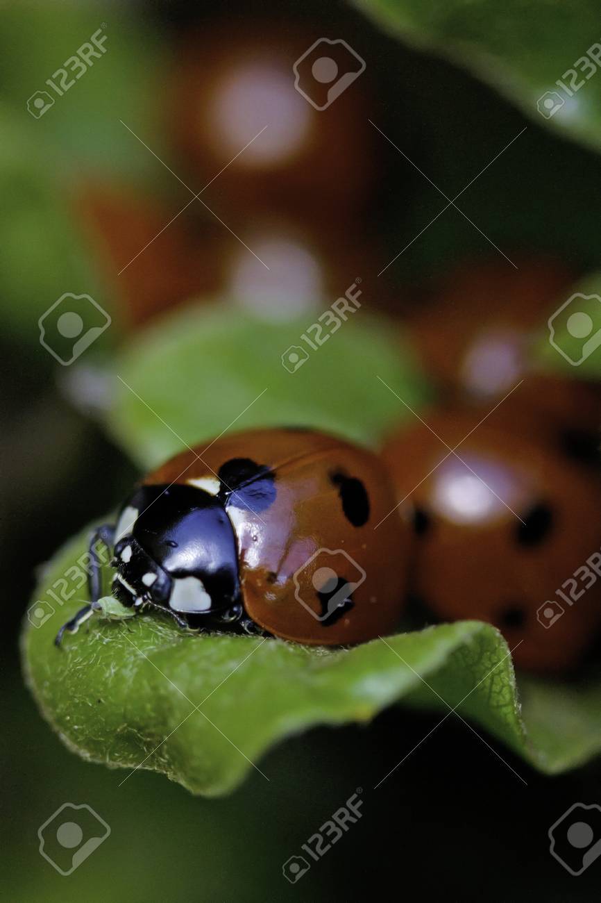 アブラムシを食べるテントウムシ の写真素材 画像素材 Image 56