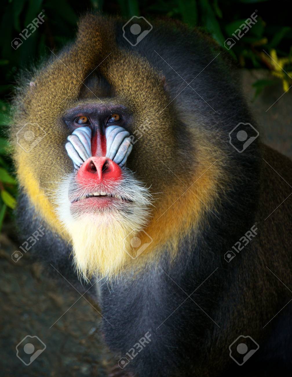 etiam-dictum-ipsum-a-felis