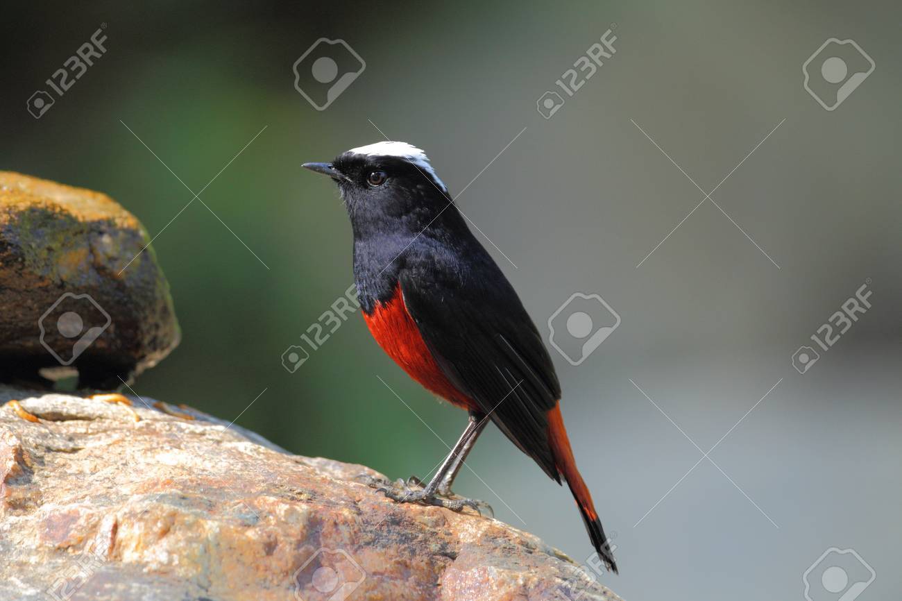 river chat birds in thailand stock photo picture and royalty free