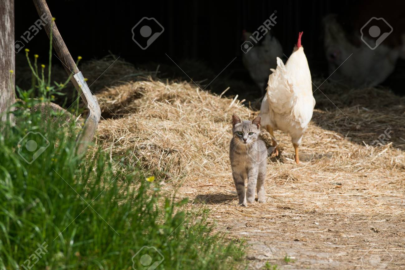 etiam-dictum-ipsum-a-felis