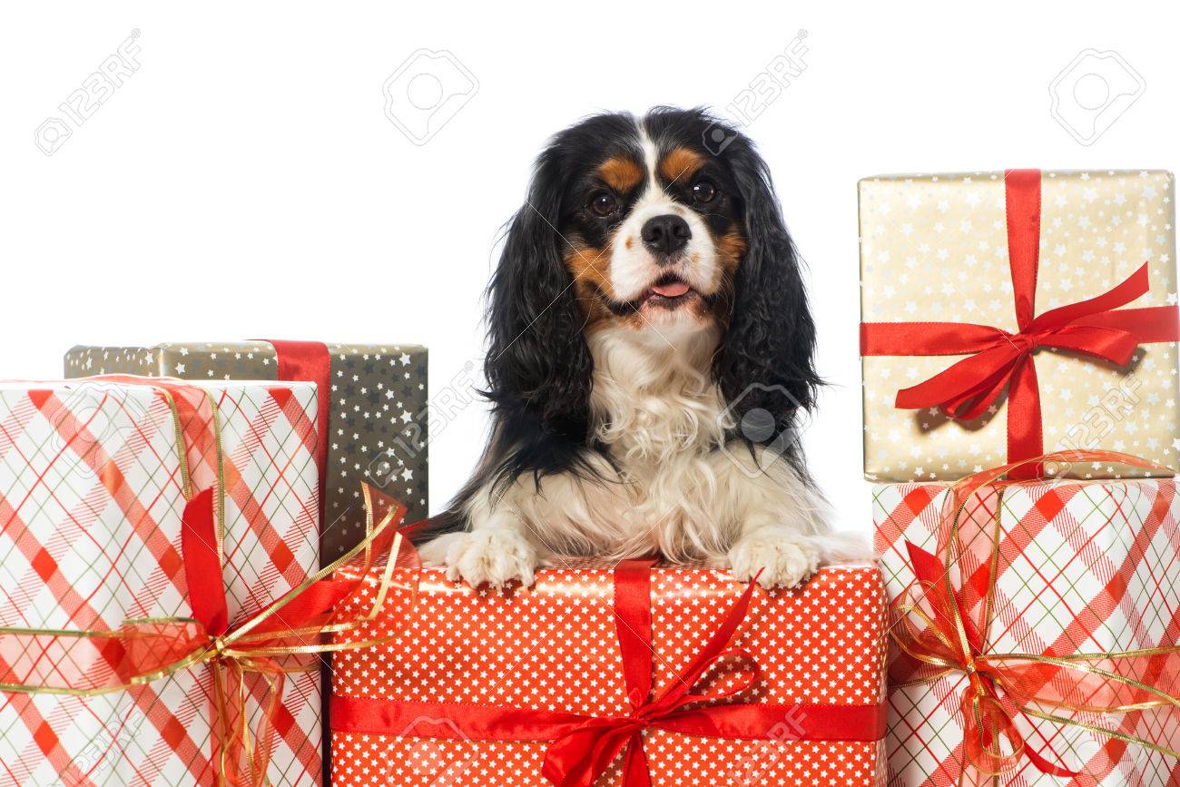 cavalier king charles spaniel gifts