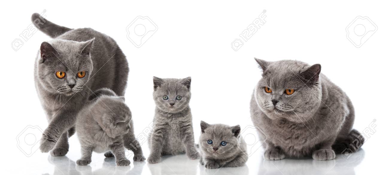 Cat Family Stock Photo, Picture and Royalty Free Image. Image