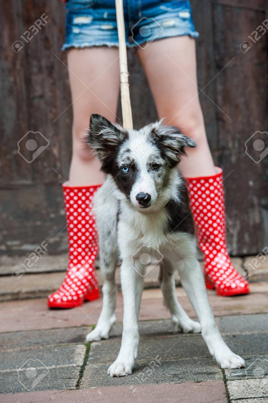 border collie rain boots
