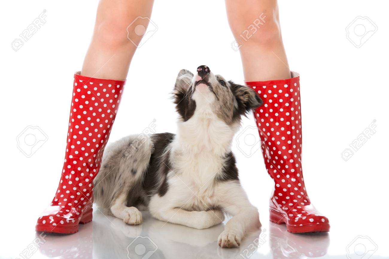 border collie boots