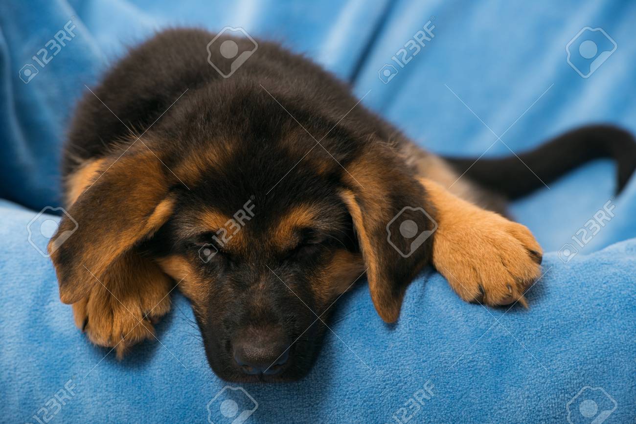 german shepherd sleeping
