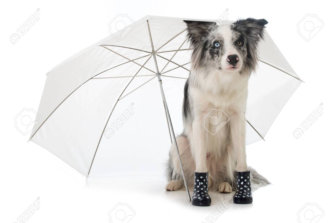 border collie boots