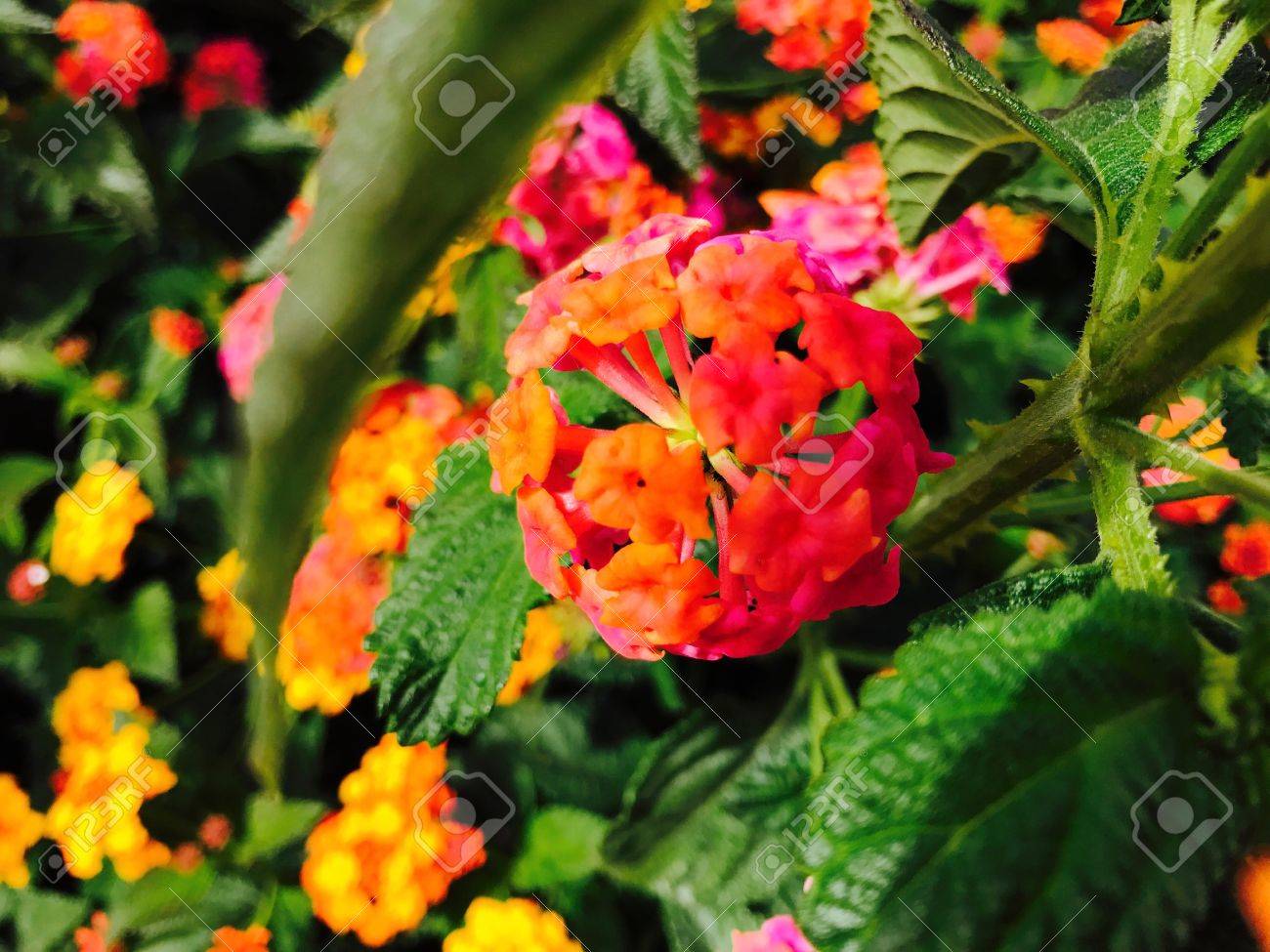 スペインの春の花 の写真素材 画像素材 Image