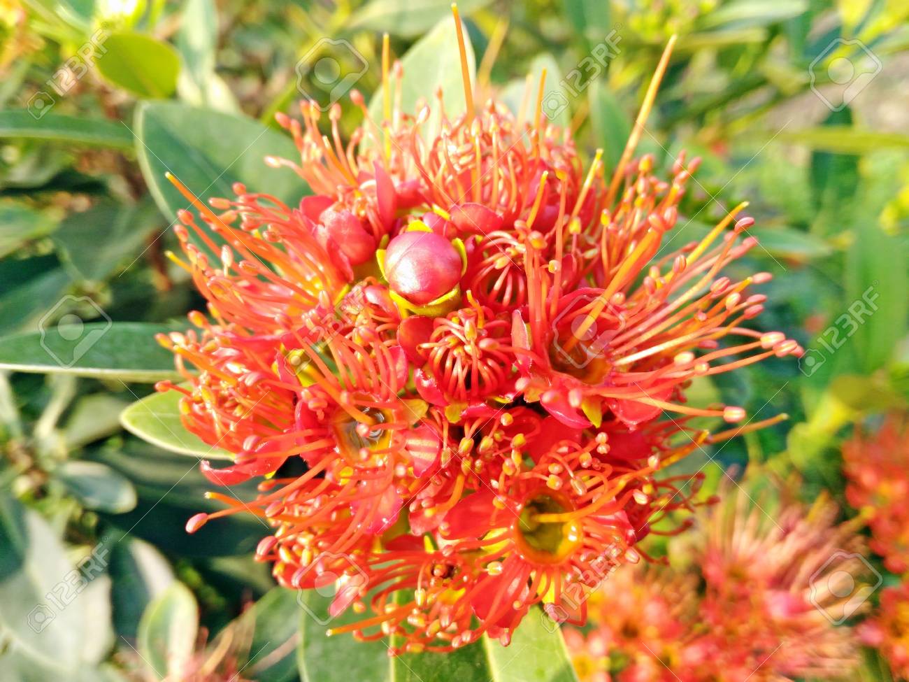 etiam-dictum-ipsum-a-felis