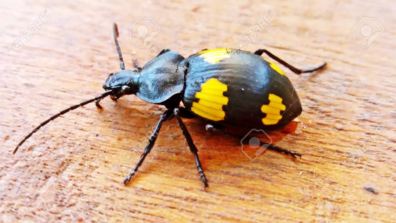 Black Insect Wings With Yellow Stripes Stock Photo Picture And