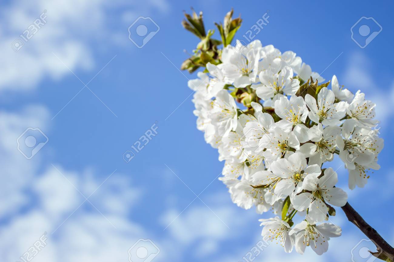 青い空と桜の春の白い花 空きスペース 横向き の写真素材 画像素材 Image 青い空と桜の春の白い花 空きスペース 横向き の写真素材 画像素材 Image
