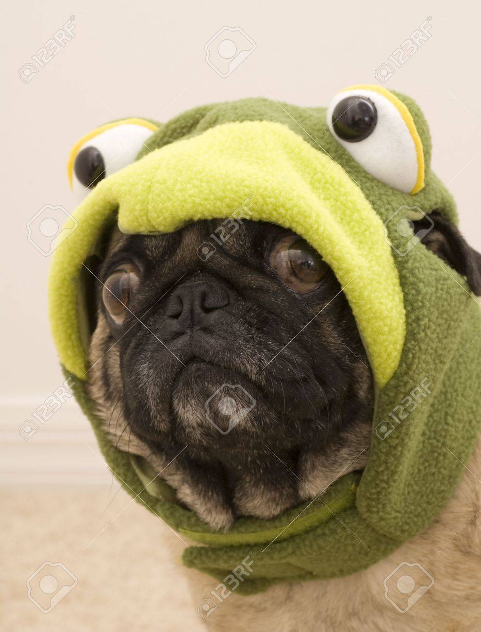 pug dressed up