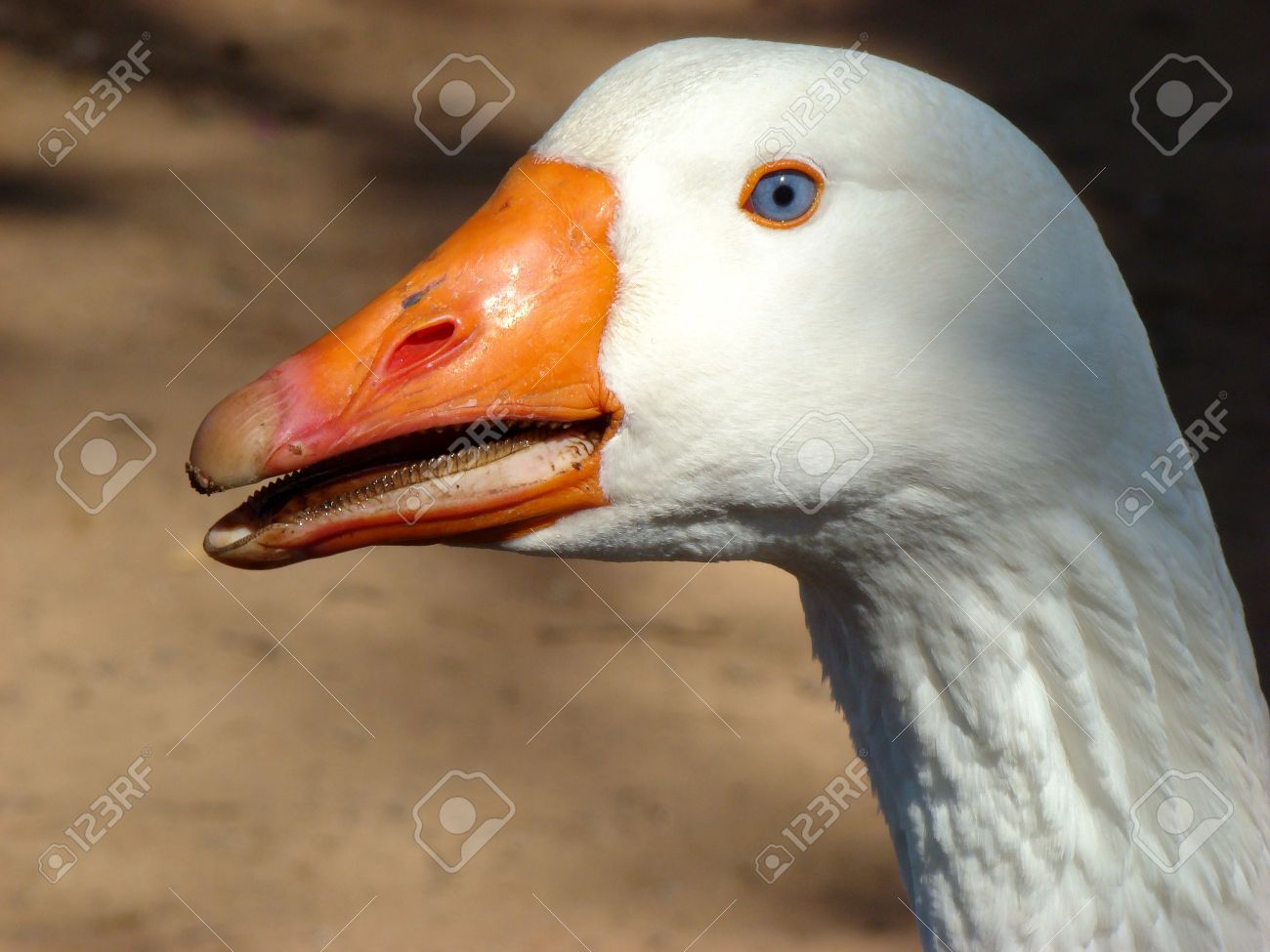 白いガチョウは目 歯 くちばしに焦点を当てるとクローズ アップ の写真素材 画像素材 Image 白いガチョウは目 歯 くちばしに焦点を当てるとクローズ アップ の写真素材 画像素材 Image
