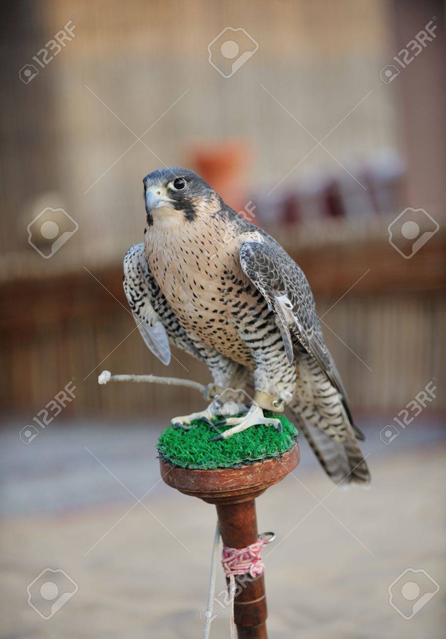 Arabic Bird Falcon Predator With Sharp Vision