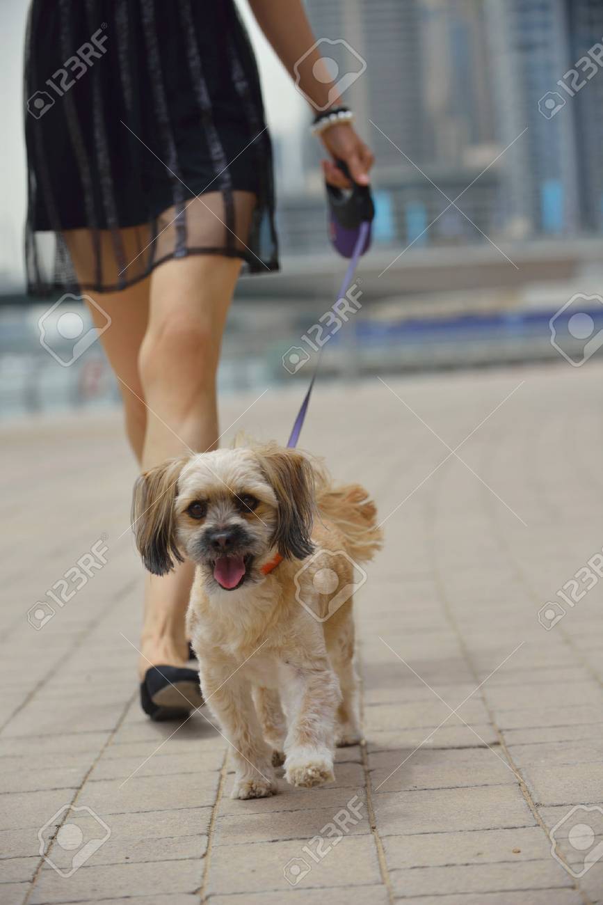 かわいい小型犬子犬と黒のドレスで美しい幸せな若い女性が通りに楽しい時を過す の写真素材 画像素材 Image