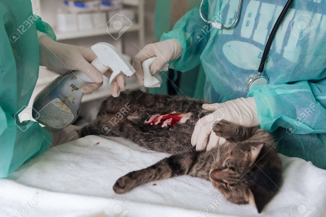 etiam-dictum-ipsum-a-felis