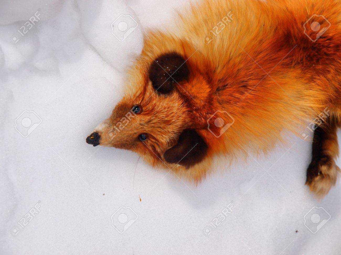 etiam-dictum-ipsum-a-felis