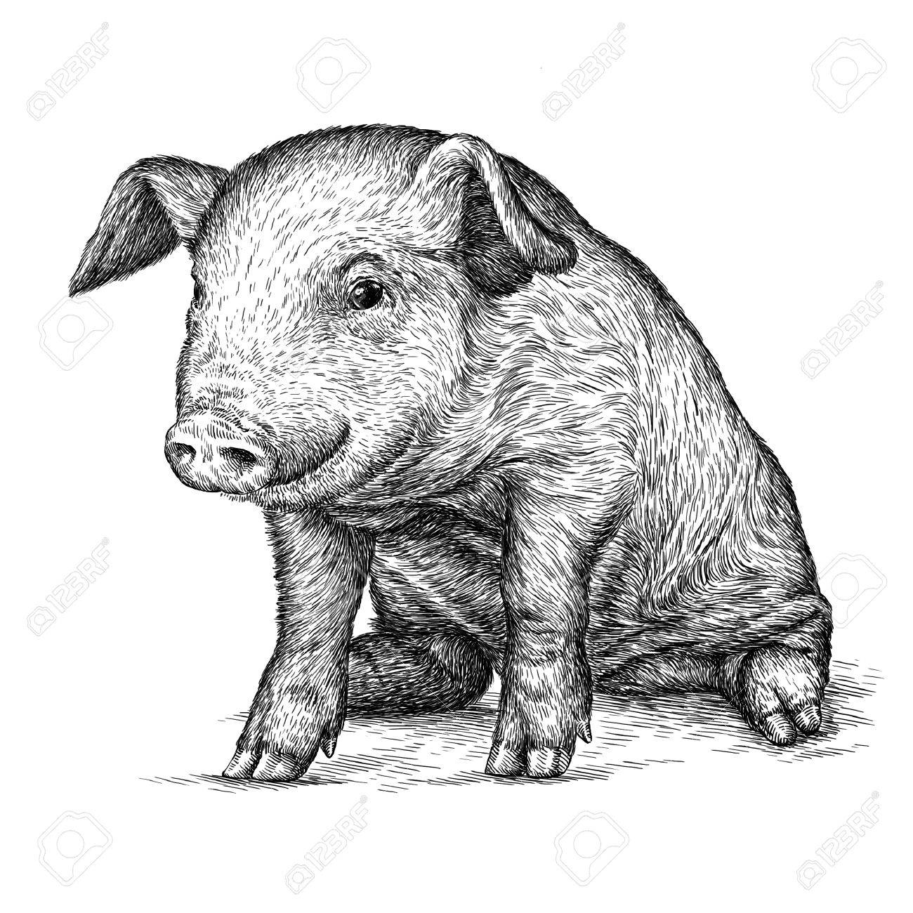 分離された豚イラスト スケッチを刻みます 線形の芸術 の写真素材 画像素材 Image 分離された豚イラスト スケッチを刻みます 線形の芸術 の写真素材 画像素材 Image