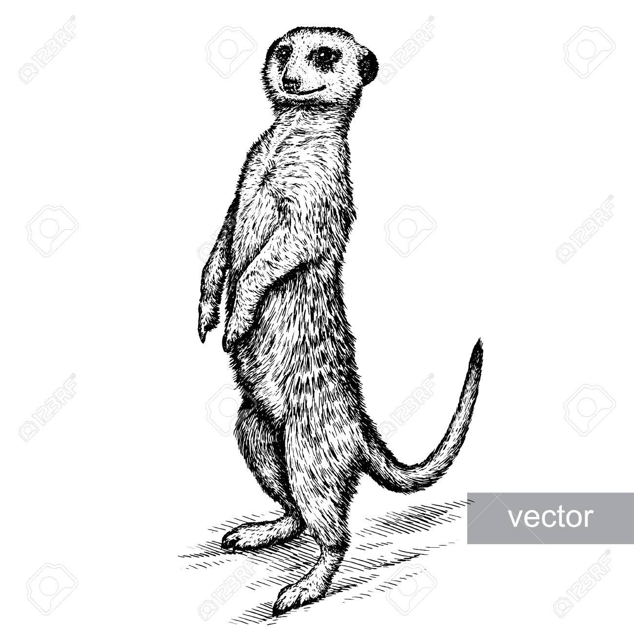 分離ベクトル ミーアキャット イラスト スケッチを刻みます 線形の芸術のイラスト素材 ベクタ Image 分離ベクトル ミーアキャット イラスト スケッチを刻みます 線形の芸術のイラスト素材 ベクタ Image