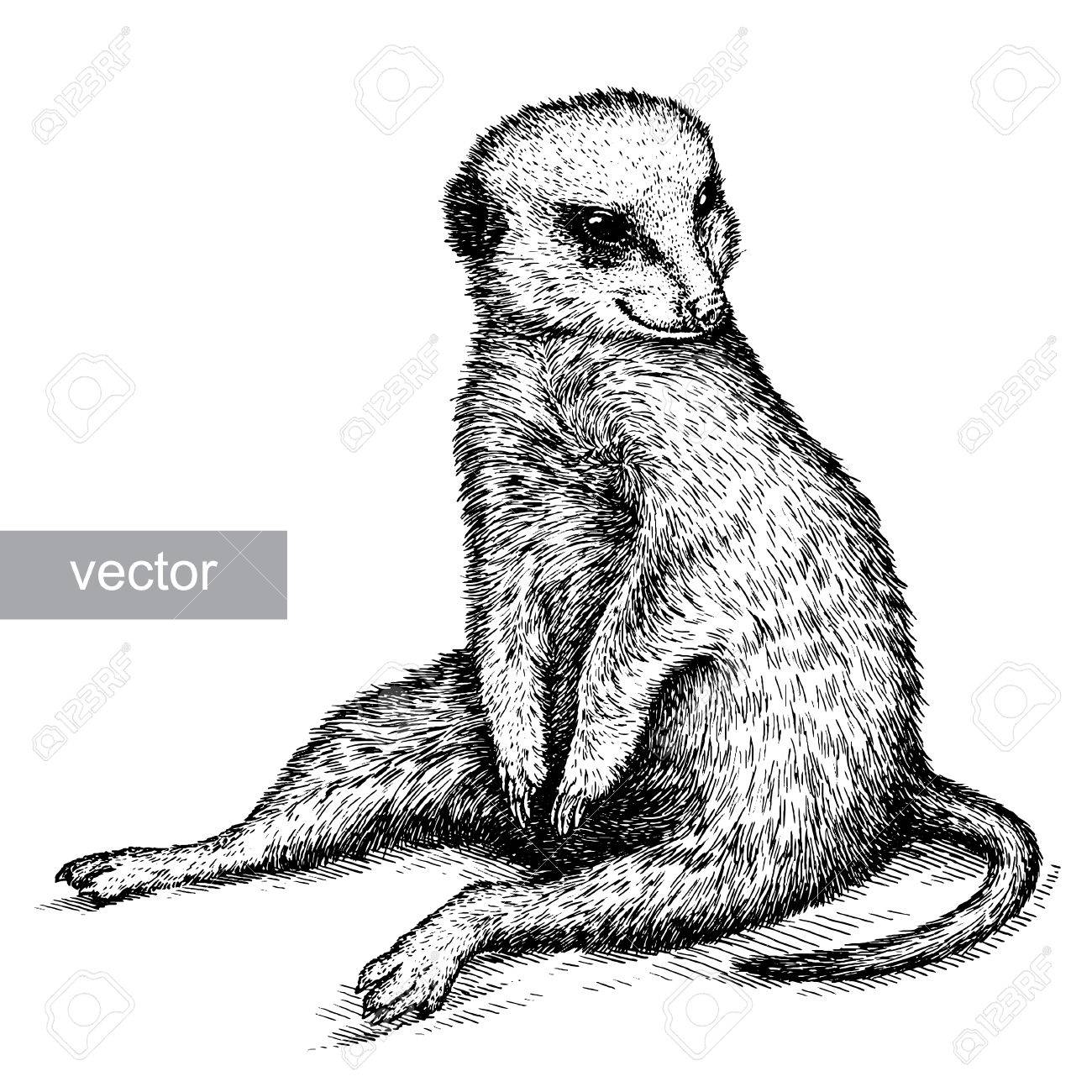分離ベクトル ミーアキャット イラスト スケッチを刻みます 線形の 分離ベクトル ミーアキャット イラスト スケッチを刻みます 線形の